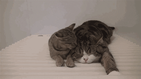 cat licks maru while sleeping