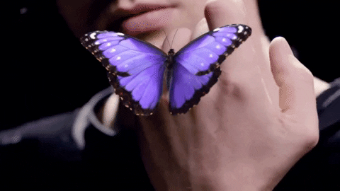 Music Video Butterfly GIF by James Bay - Find & Share on GIPHY