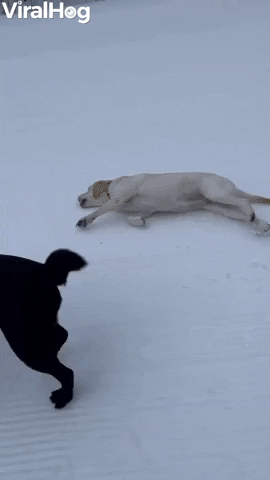 Labradors Slide Down Snowy Hill GIF by ViralHog