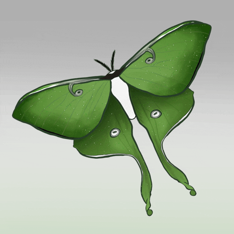 Luna Moth Pride GIF by Contextual.Matters