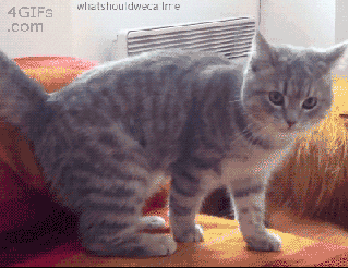 cat falling GIF