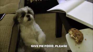 Dog Eat GIF