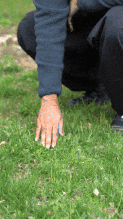 Grass Rana GIF