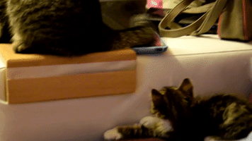 misiekf cat GIF