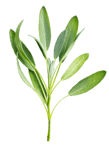 RAUSCH AG KREUZLINGEN Sticker