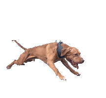 Pitbull Apbt Sticker by Chico Lopez