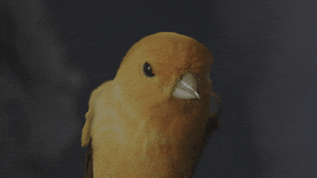 Yellow Bird GIF by Sandvik