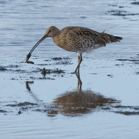 The Wildfowl and Wetlands Trust GIF