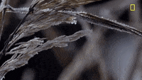 nat geo frost GIF by National Geographic Channel nat geo frost GIF by National Geographic Channel