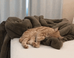 Cat Garfield GIF by PlayPet