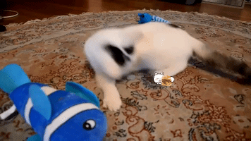Spielt GIF