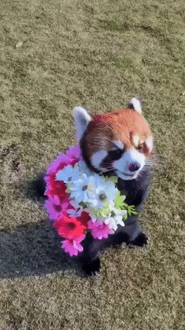 Video gif. A red panda walks on its hind legs and carries a bouquet of pink, red, and white daisies in its paws as it cutely walks towards us.