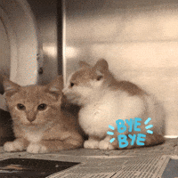 Bye Bye Spitz Gif By Woofwaggers Find Share On Giphy