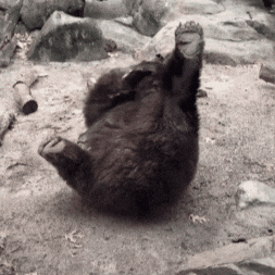 Playing Brown Bear GIF by John Ball Zoo