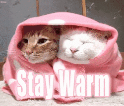 Video gif. Two cats, one orange and one white, are huddled together under a pink blanket. The white cat has its eyes closed peacefully as the other cat looks out from the blanket with an alert expression. Text, "Stay warm."