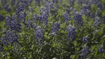 texas a&m spring GIF by The College of Education & Human Development at Texas A&M University