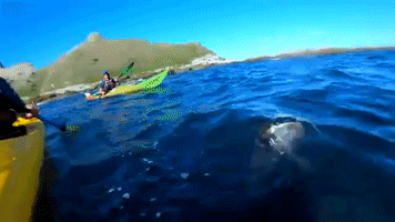 Sea Slap GIF