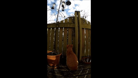 Feral Cats GIFs Get The Best GIF On GIPHY