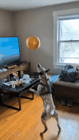 Farmdogblue GIF