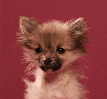 dog puppy GIF by Tuna the Pom