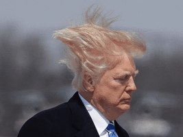 Digital art gif. Donald Trump, hair in the wind. His hair slowly fades away until he is completely bald.