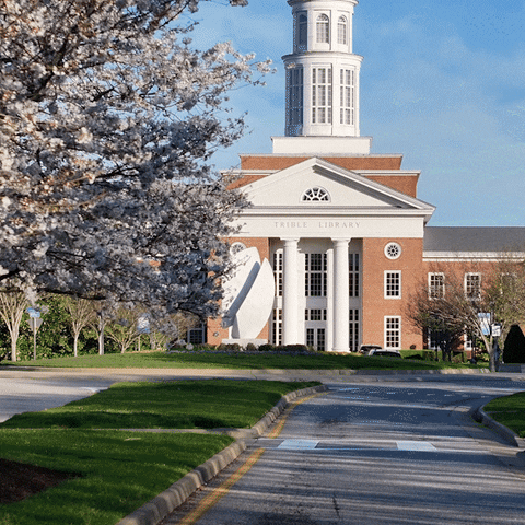Cherry Blossoms College GIF by Christopher Newport University