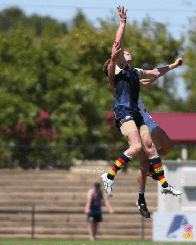 GIF by Adelaide Crows