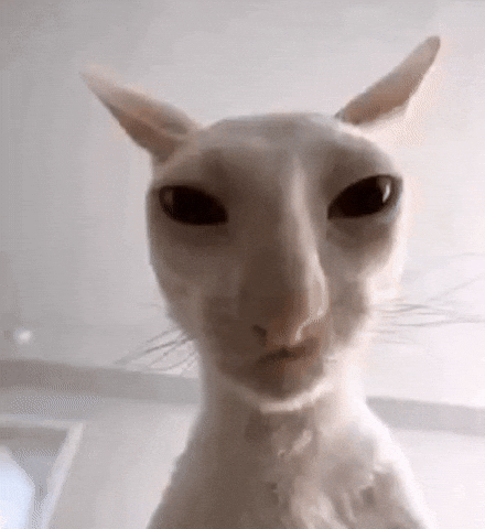 Cat Mem GIF