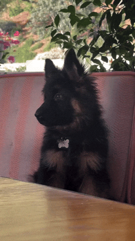 German Shepherd GIF