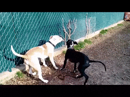 Dogs Adopt GIF by Humane Rescue Alliance