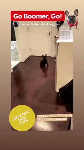 french bulldog dog GIF by SchoolForTheDogs