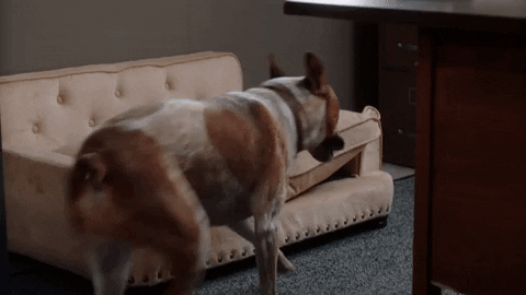 https://media3.giphy.com/media/8car77cBkHqG4kBWnP/giphy.gif