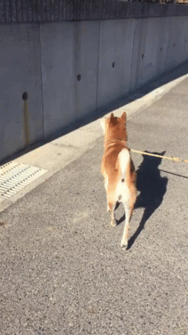 dog animals being jerks GIF
