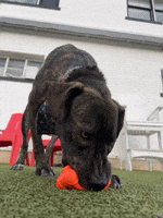 Dogs Kiss GIF by Lucky Dog Refuge