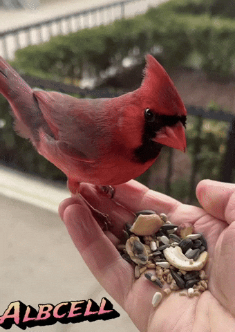 GIF by Alb Cell