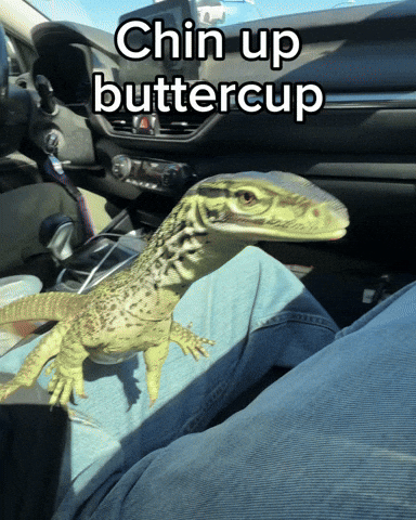 Monitor Lizard Venus GIF