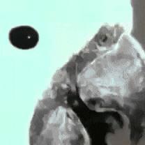 Beuys GIF