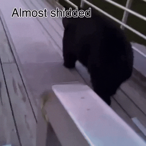 Bear GIF