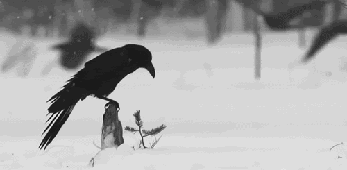 Birds Wings GIF - Find & Share on GIPHY