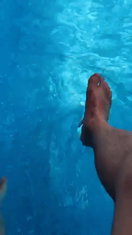 Meme GIF