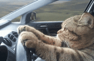 Cat Driving GIF