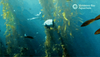 Leopard Shark Dive GIF by Monterey Bay Aquarium
