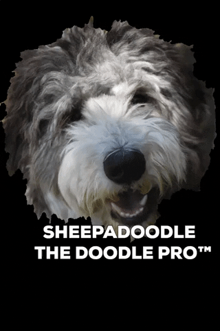 Bowie Sheepadoodle GIF by doodlepro