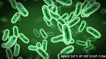 Bacteria GIFs - Get the best GIF on GIPHY