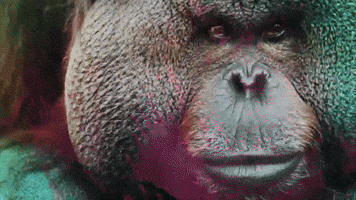 sofi tukker love GIF by Ultra Music