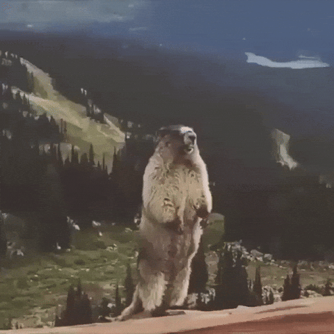 Hamster Screaming GIF