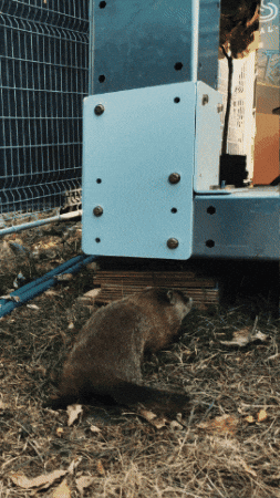 Gopher GIF by The Dead South
