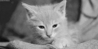 sleepy black and white GIF