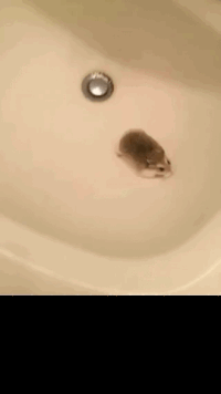 Bnk48 Hamster Gifs Get The Best Gif On Giphy Bnk48 Hamster Gifs Get The Best Gif On Giphy