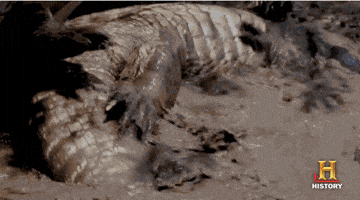swamp attack cocodrilo